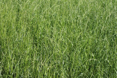 Lolium_multiflorum_ssp._westerwoldicum_LEMNOS.jpg