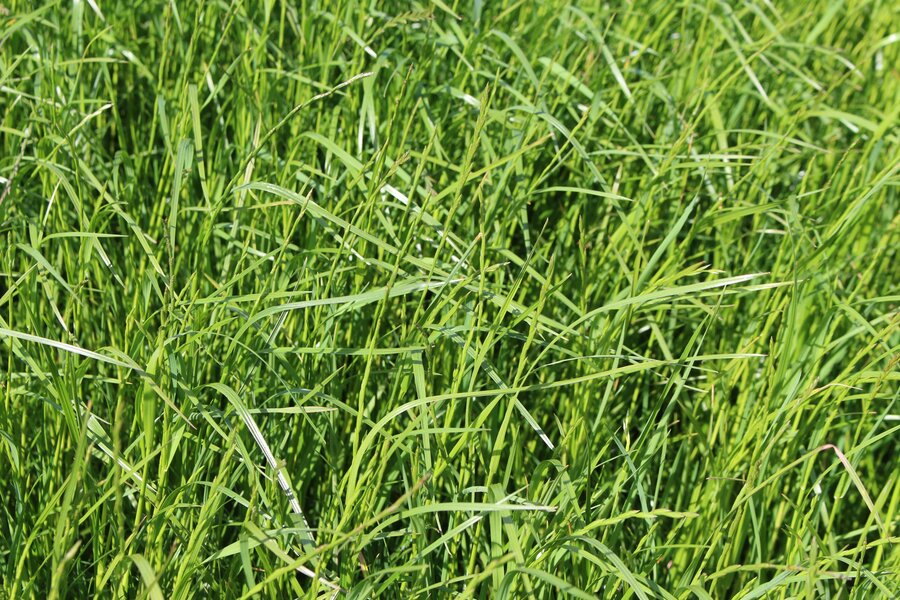 Lolium_perenne_ARVICOLA.jpg
