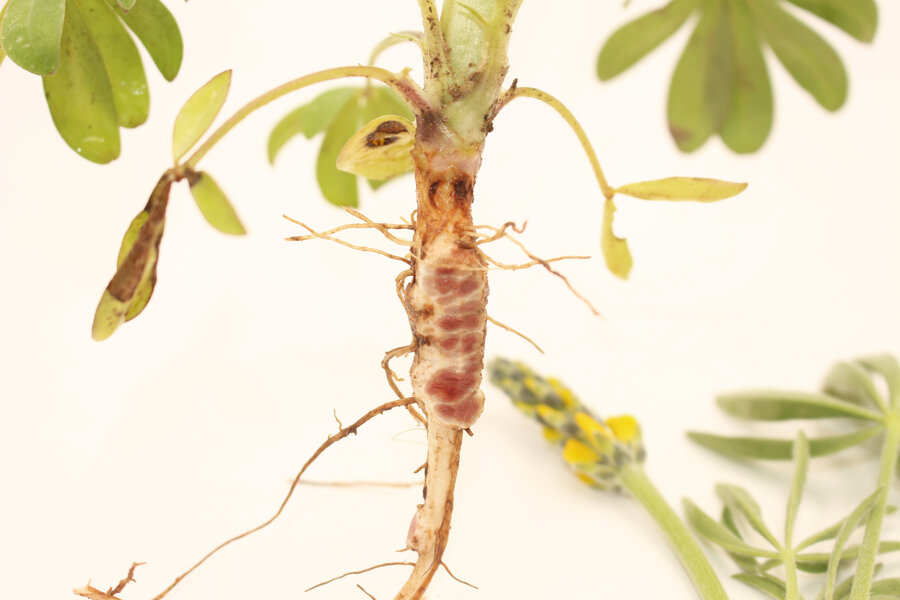Rhizobien_Lupine_gelb.JPG
