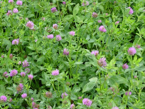 Trifolium_pratense_MERULA.JPG