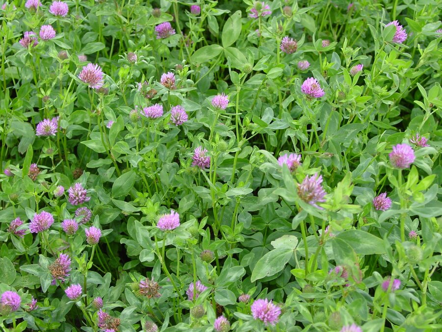 Trifolium_pratense_MERULA.JPG