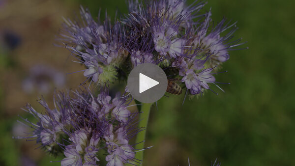 Phacelia_tanacetifolia__13_.jpg