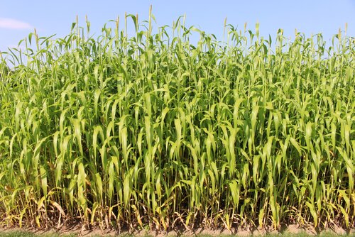 Sorghum_bicolor_x_Sorghum_sudanense.jpg