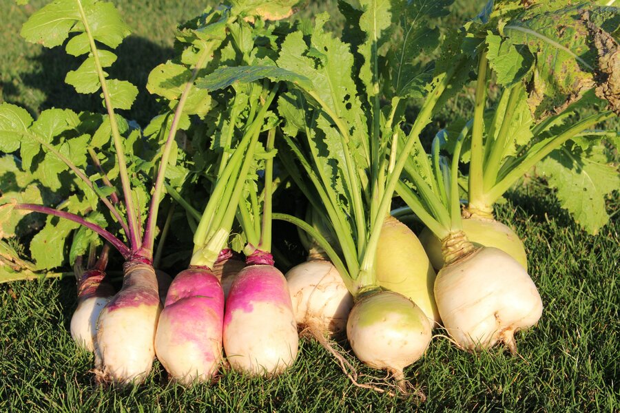 Brassica_rapa_var._rapa_SAMSON_RONDO.jpg