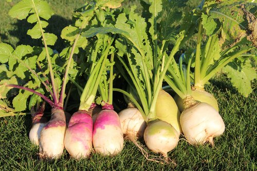 Brassica_rapa_var._rapa_SAMSON_RONDO.jpg