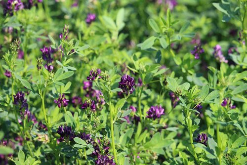 Medicago_sativa.jpg
