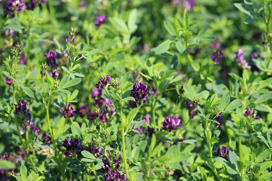 Medicago_sativa.jpg