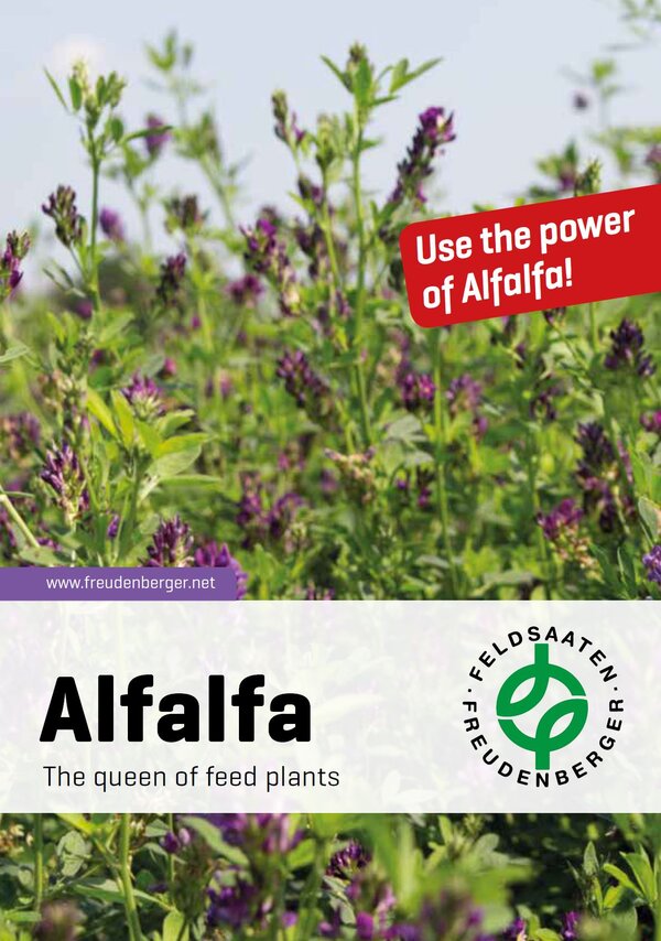 Alfalfa.JPG