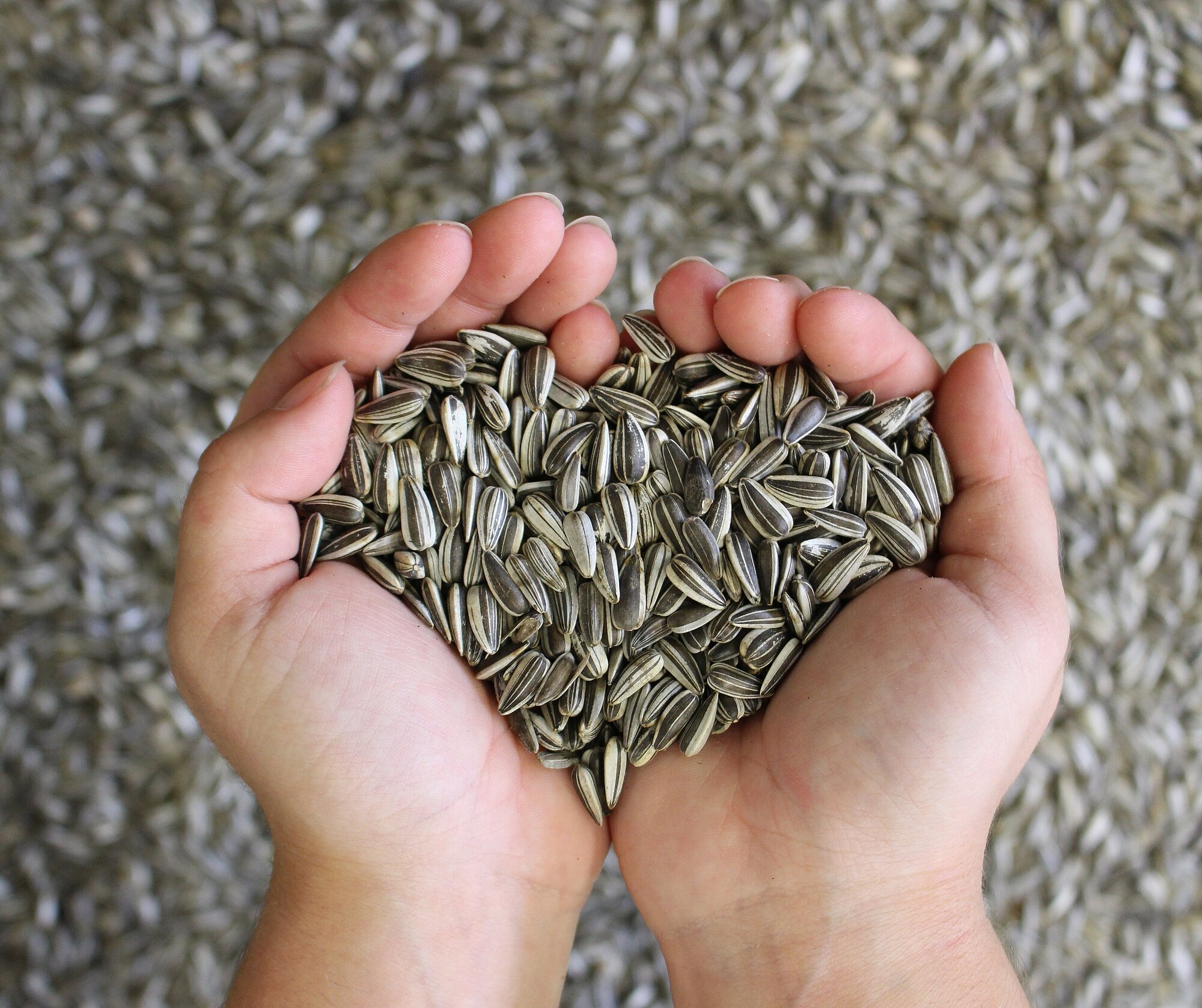 Sonnenblumenkerne_Hand.jpg