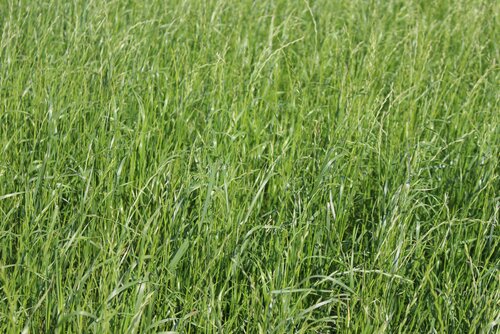 Lolium_multiflorum_ssp._westerwoldicum_MELWORLD.jpg