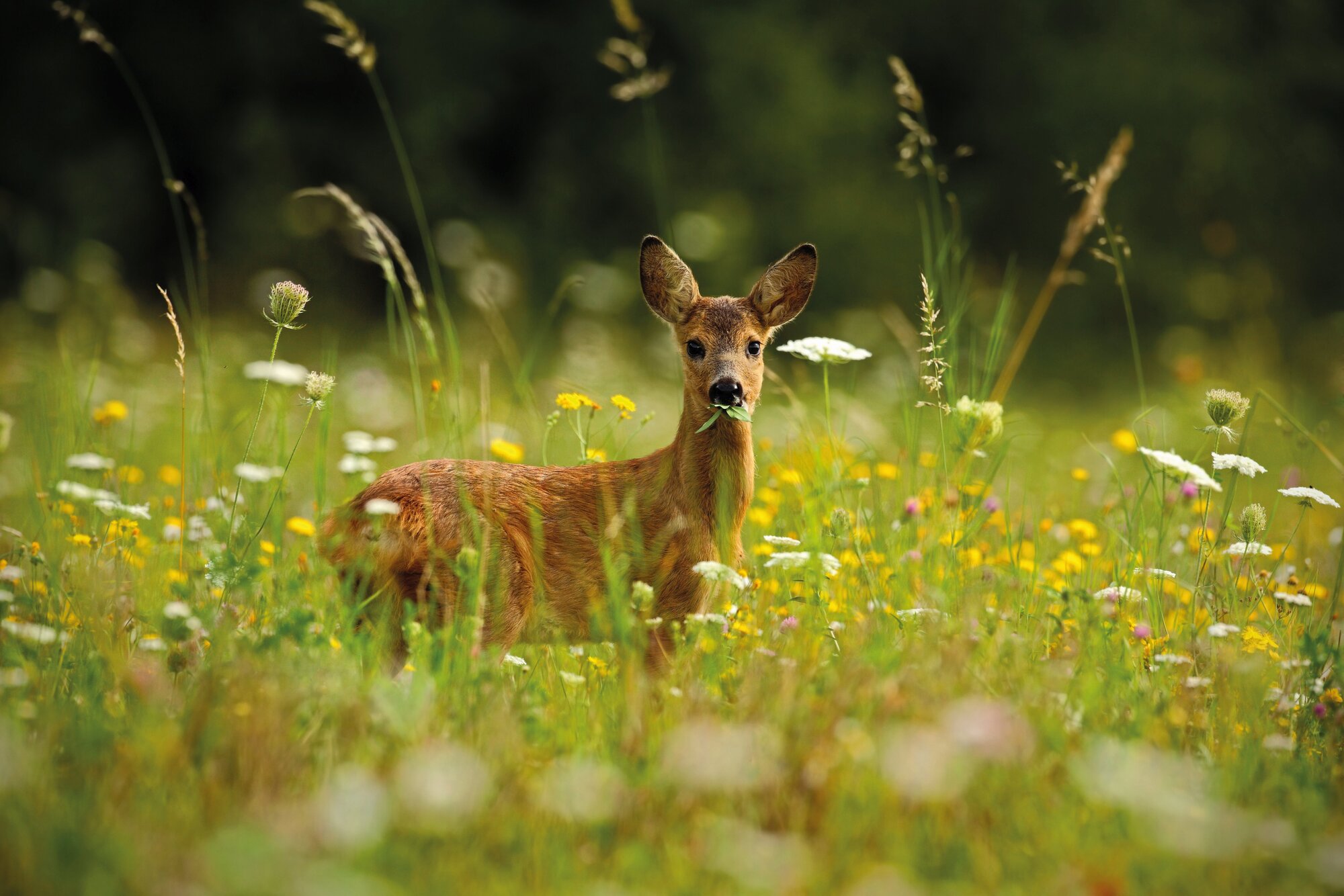 Wild_neu_01.jpg