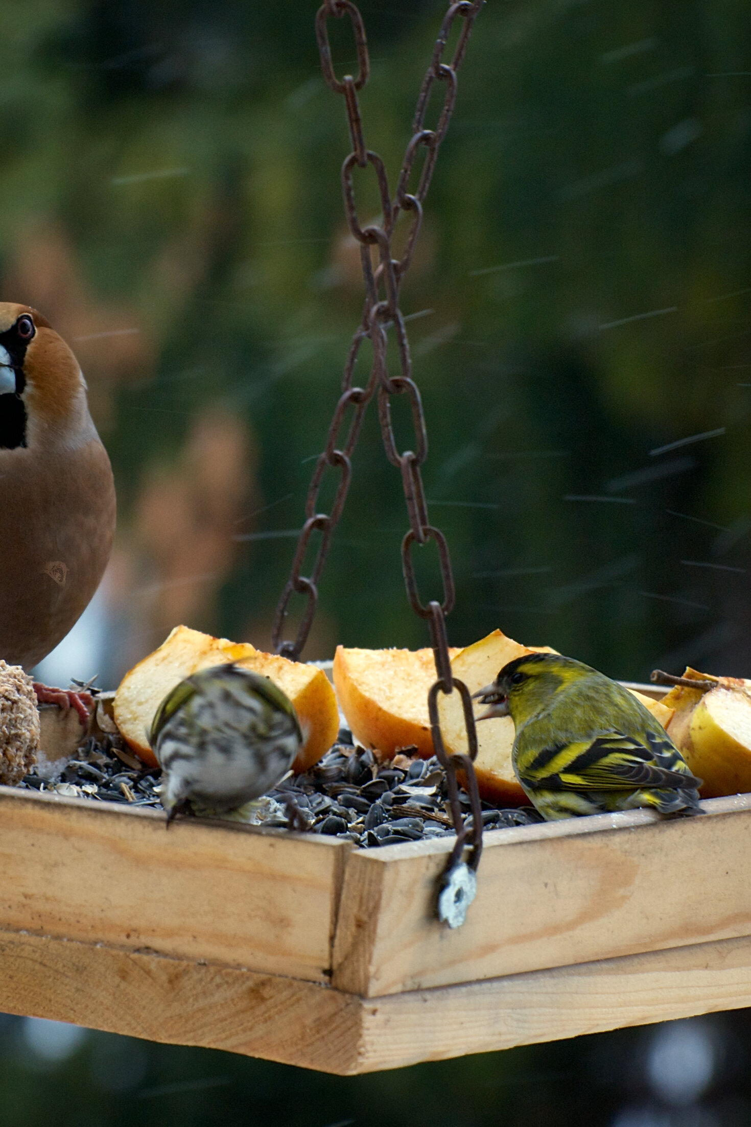 Futterstelle_shutterstock_238940335.jpg