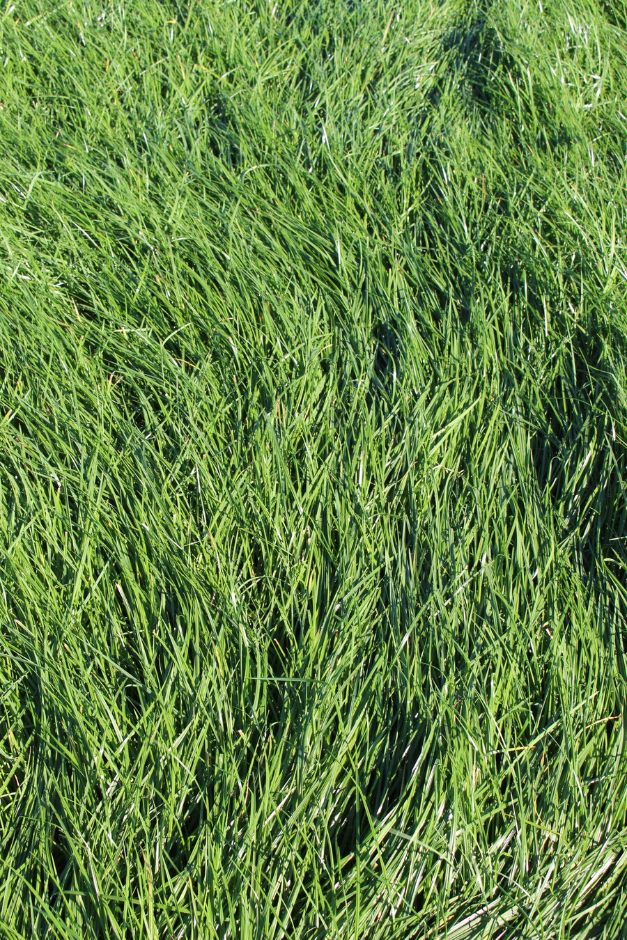 MehrGras_FE_510_Quatro.JPG