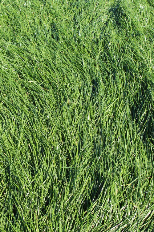 MehrGras_FE_510_Quatro.JPG