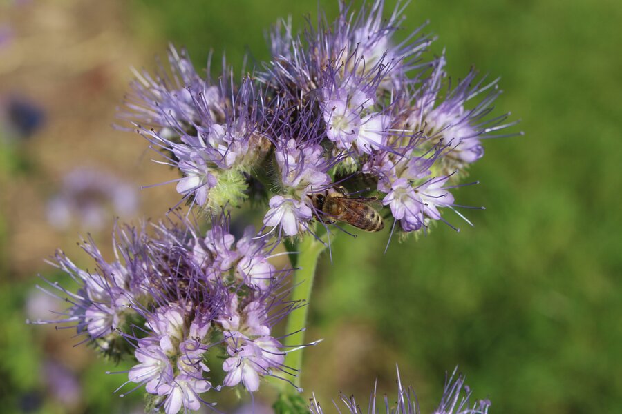 Phacelia_tanacetifolia.jpg