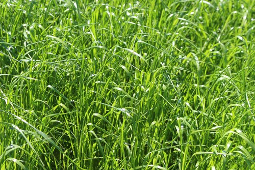 Lolium_multiflorum_ssp._westerwoldicum_ANDREA.jpg