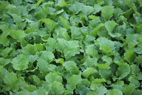 Brassica_rapa_L._silvestris_FINITO.jpg
