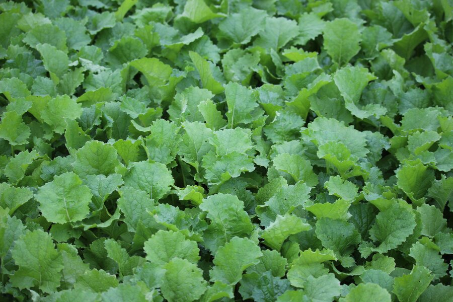 Brassica_rapa_L._silvestris_FINITO.jpg