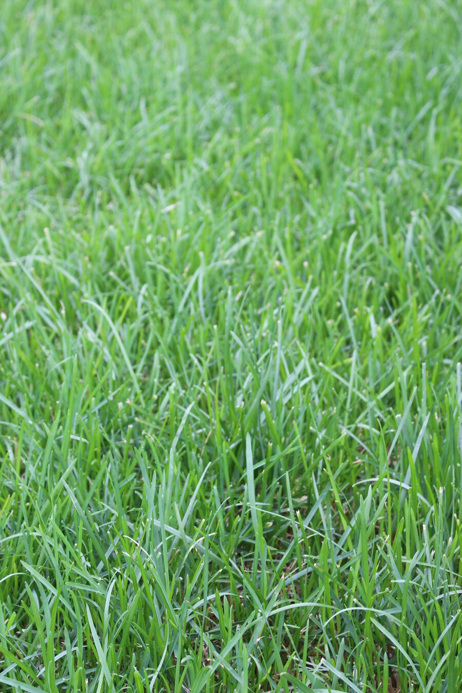 Poa_pratensis_KUPOL.jpg