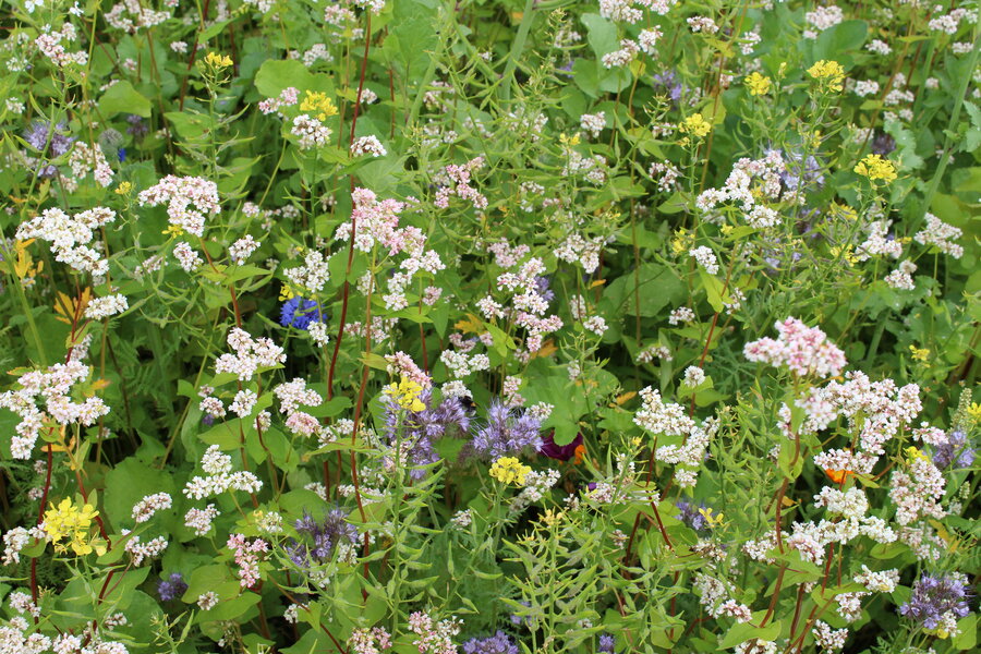TERRA_GOLD_4_Bienenschmaus_2.JPG