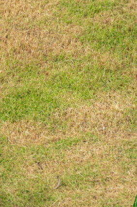 Header_News_Duerre_Gruenlandpflege_1_.png