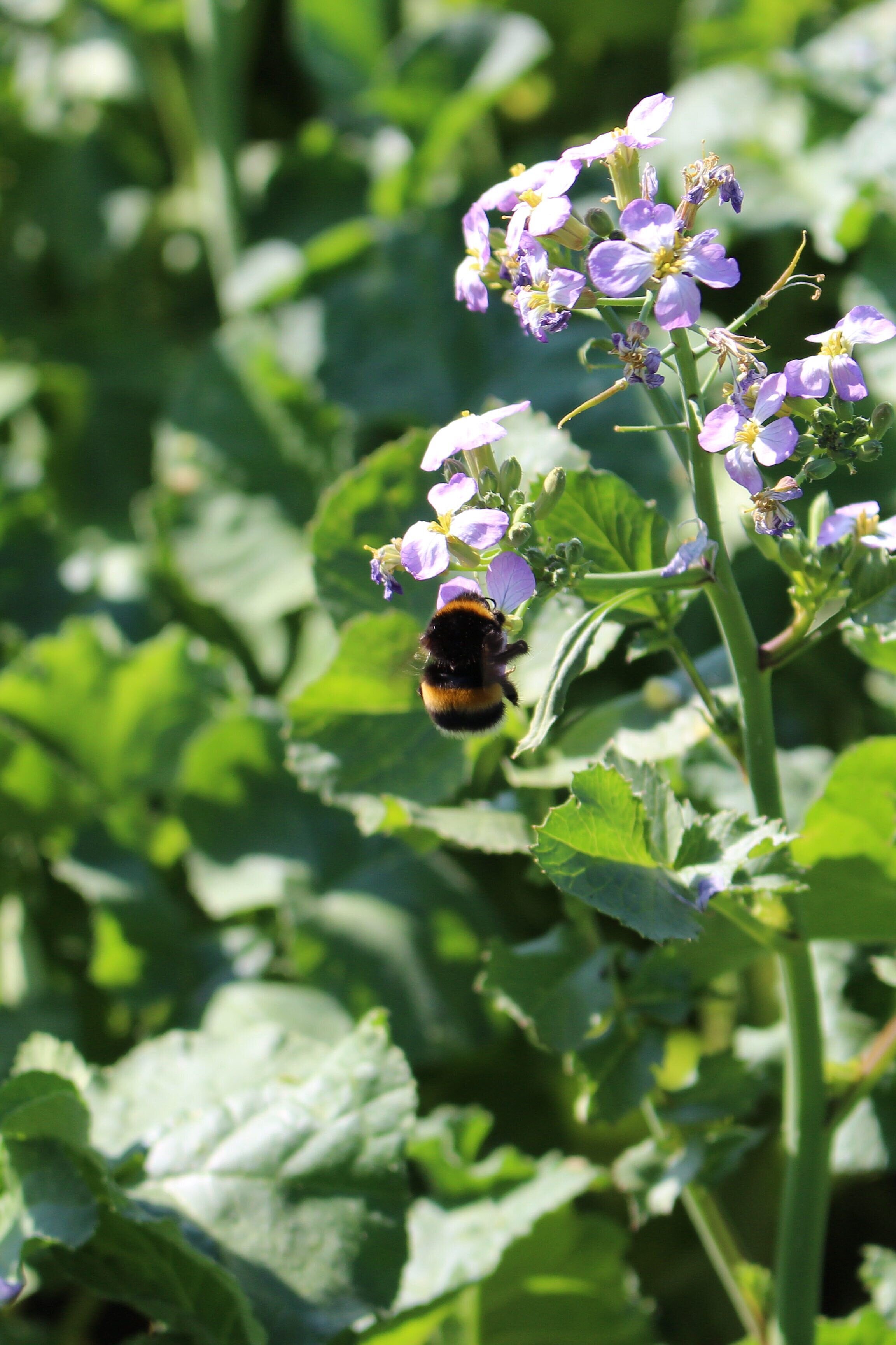 Raphanus_sativus_mit_Schmetterling__4_.jpg