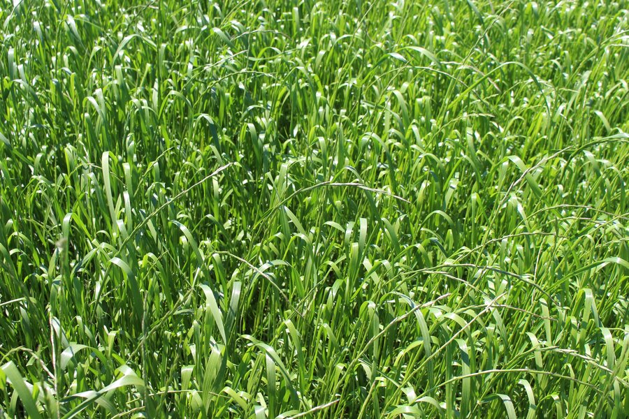 Lolium_multiflorum_ssp._italicum_MORUNGA.jpg