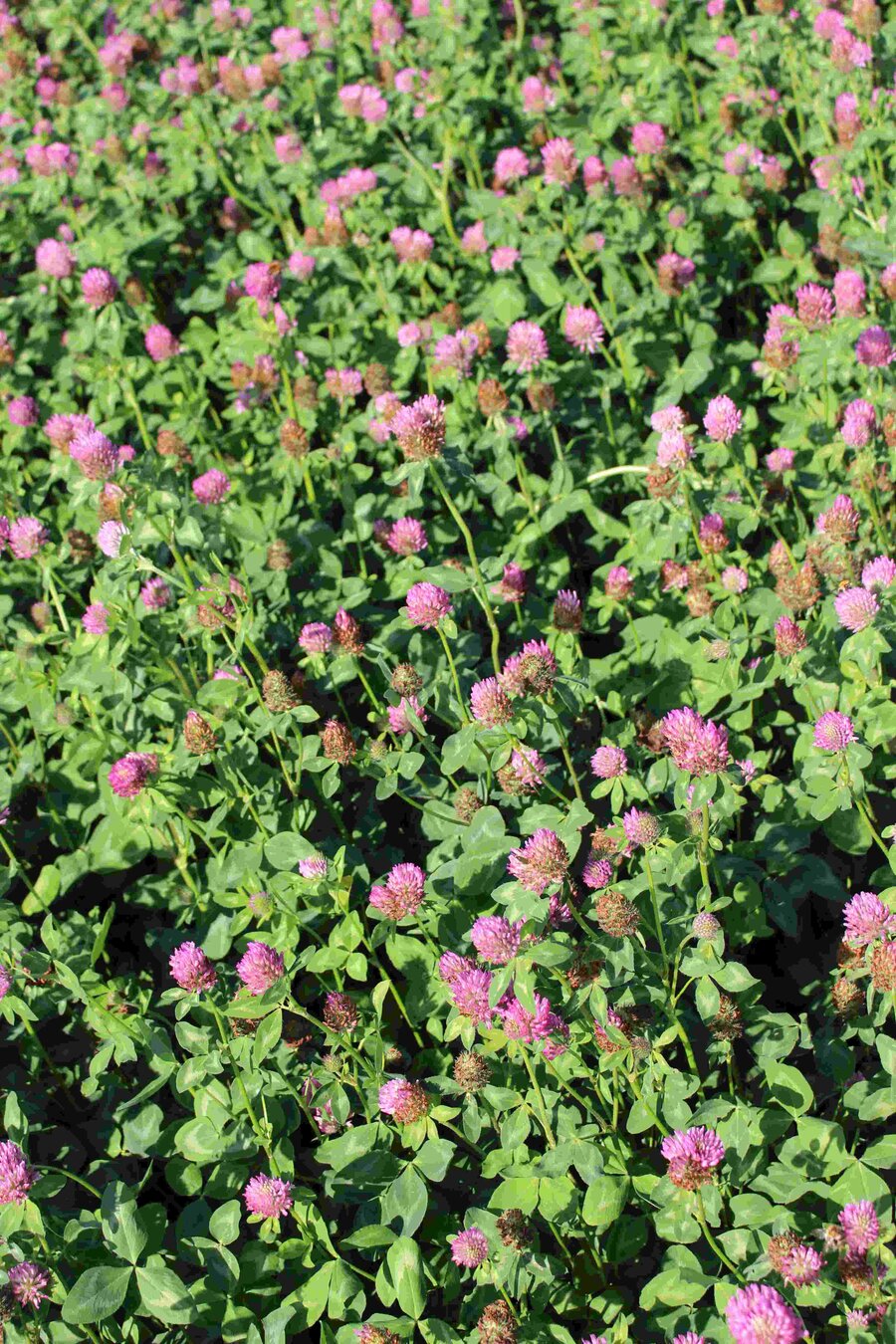 Trifolium_pratense_COLUMBA.jpg