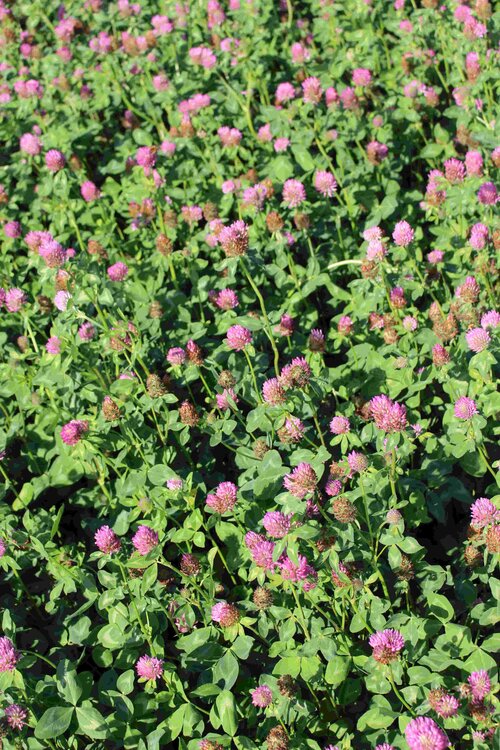 Trifolium_pratense_COLUMBA.jpg