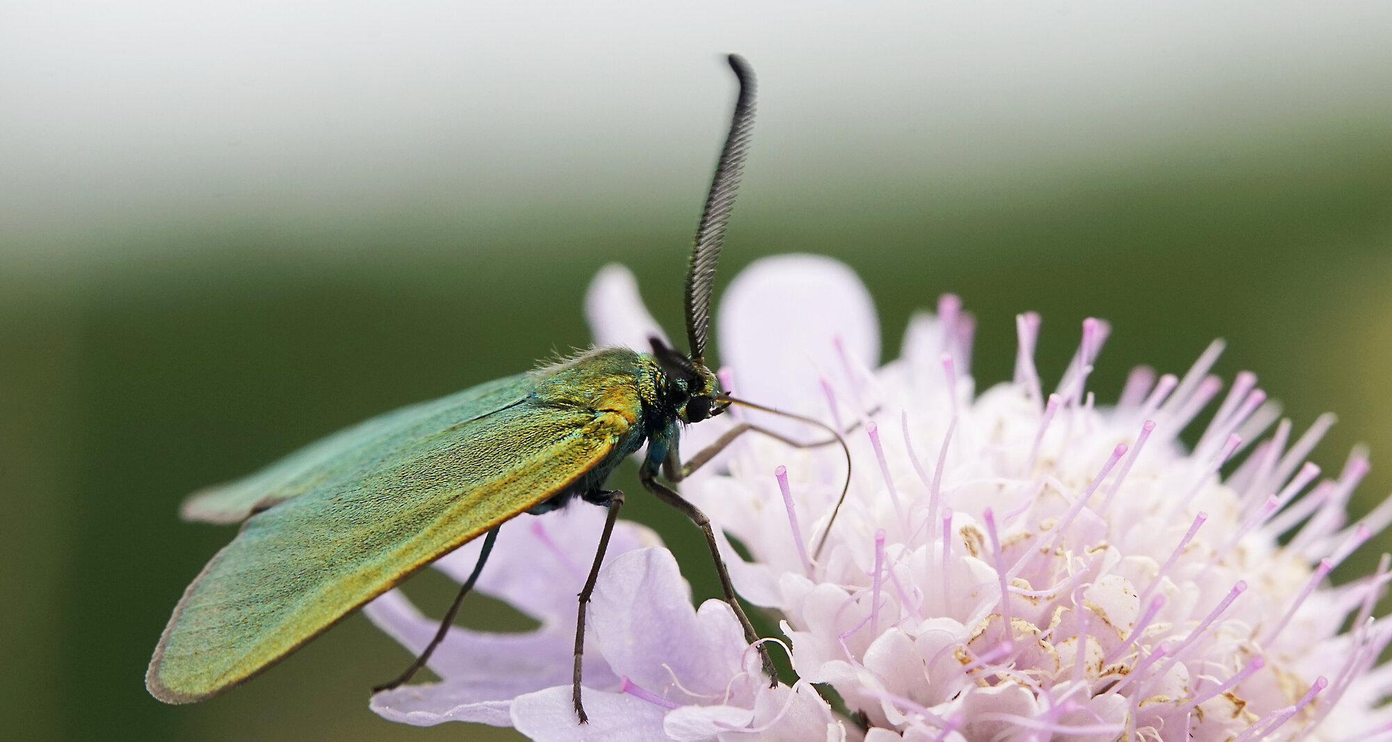 Ampfer-Grünwidderchen ist Schmetterling des Jahres 2023 shutterstock_1789094750.jpg