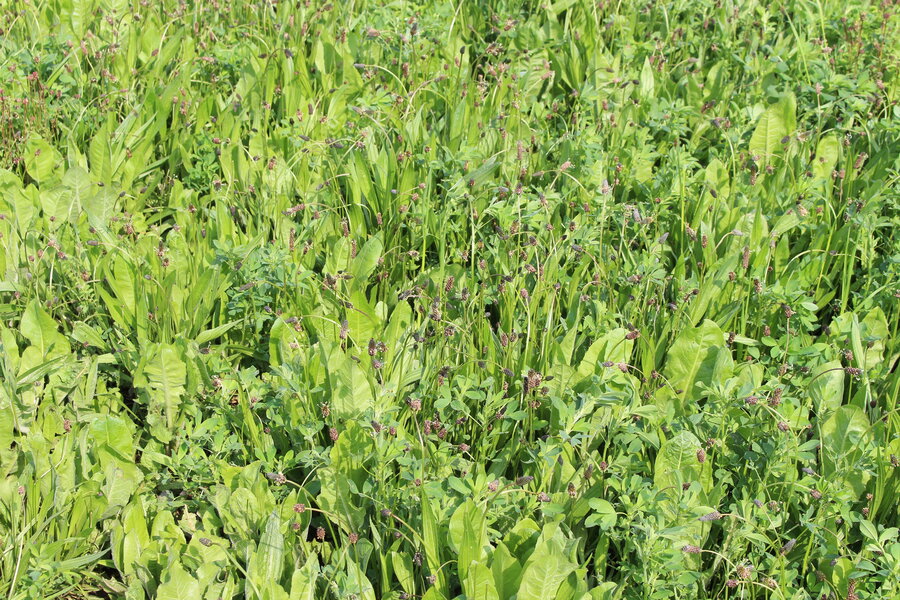 ProGreen_14_2.JPG