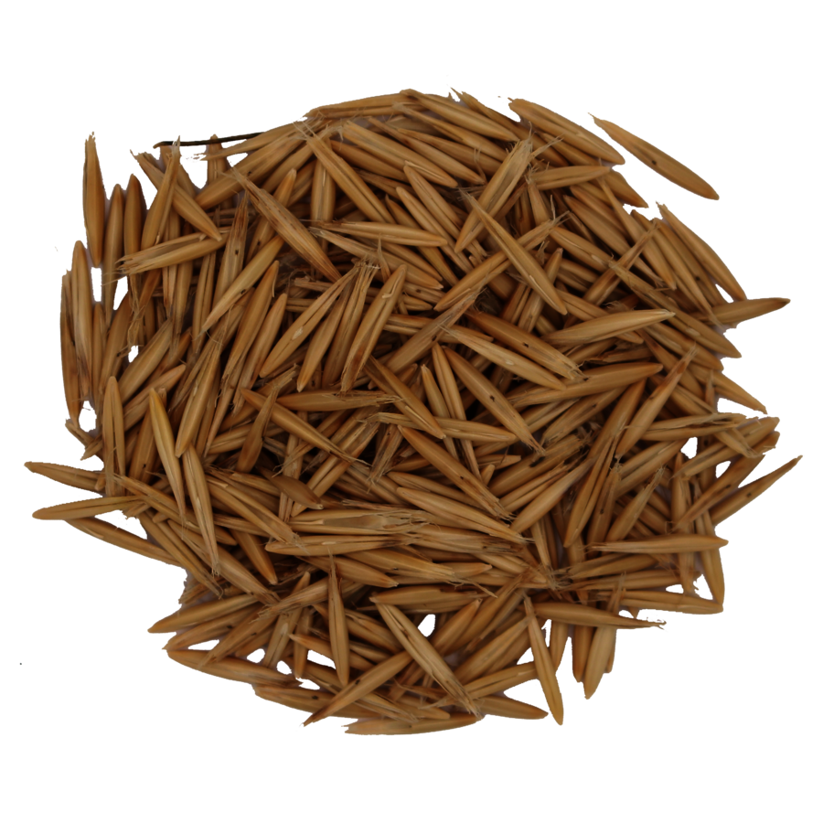 Sandhafer_Saatgut.png
