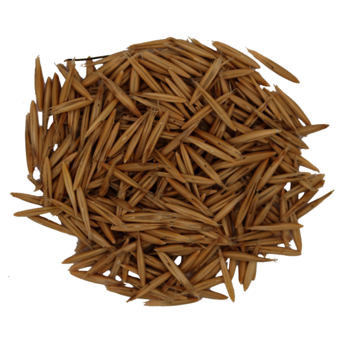 Sandhafer_Saatgut.png
