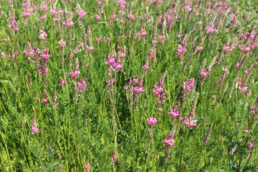 Onobrychis_viciifolia.jpg