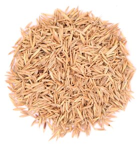 Rotschwingel__6_.JPG Rotschwingel__6_.JPG