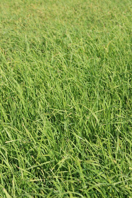Dactylis_glomerata_DICEROS.jpg