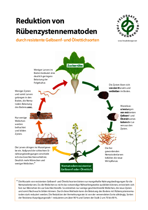 Schaubild_Ruebenzystennematoden.pdf