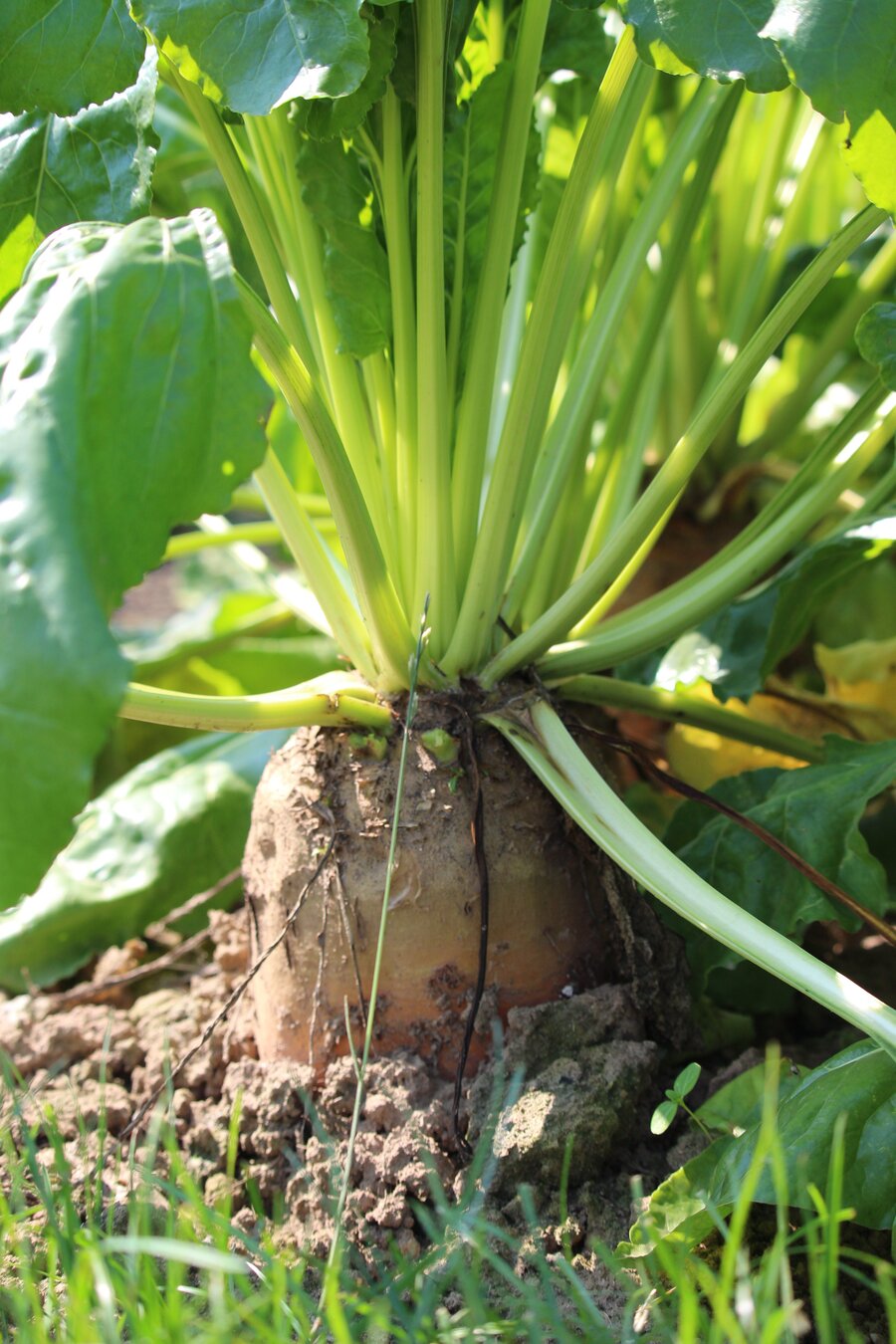 Beta_vulgaris_ssp._vulgaris_MINOTAURE.jpg