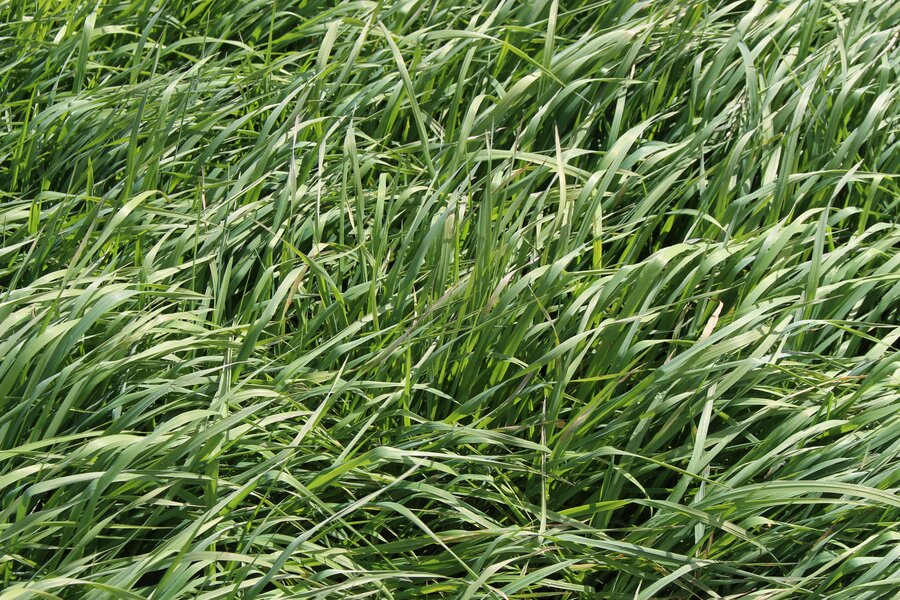 Phleum_pratense_2.jpg