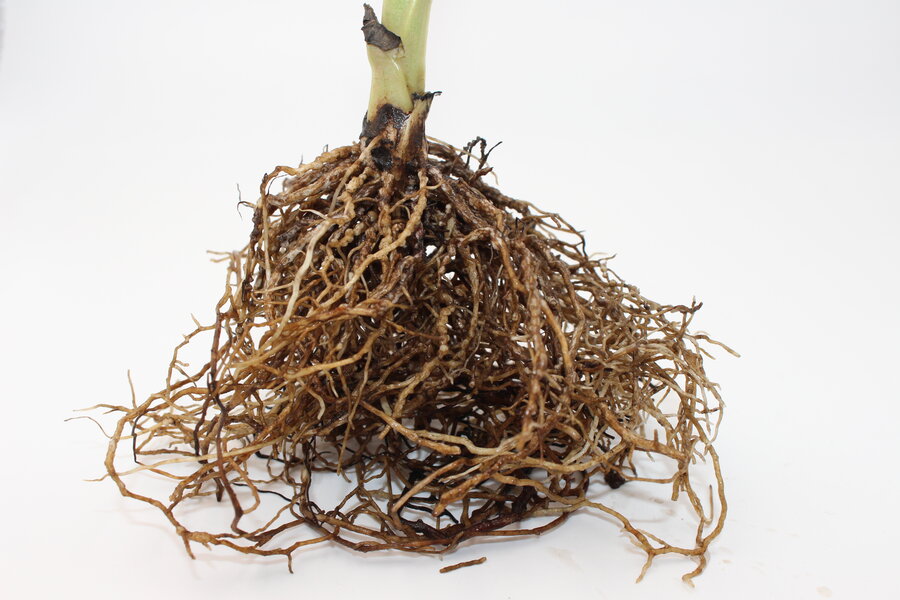 Rhizobien_Ackerbohne.JPG