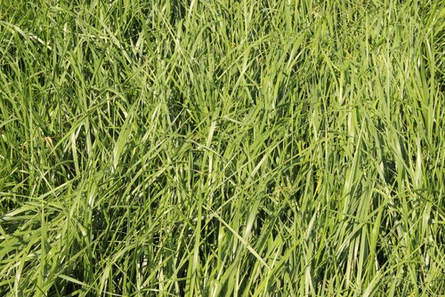 Festuca_pratensis_2.jpg