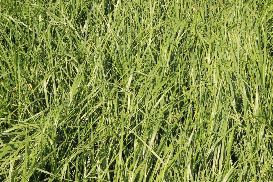 Festuca_pratensis_2.jpg
