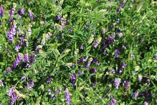 Vicia_villosa_HUNGVILLOSA.jpg