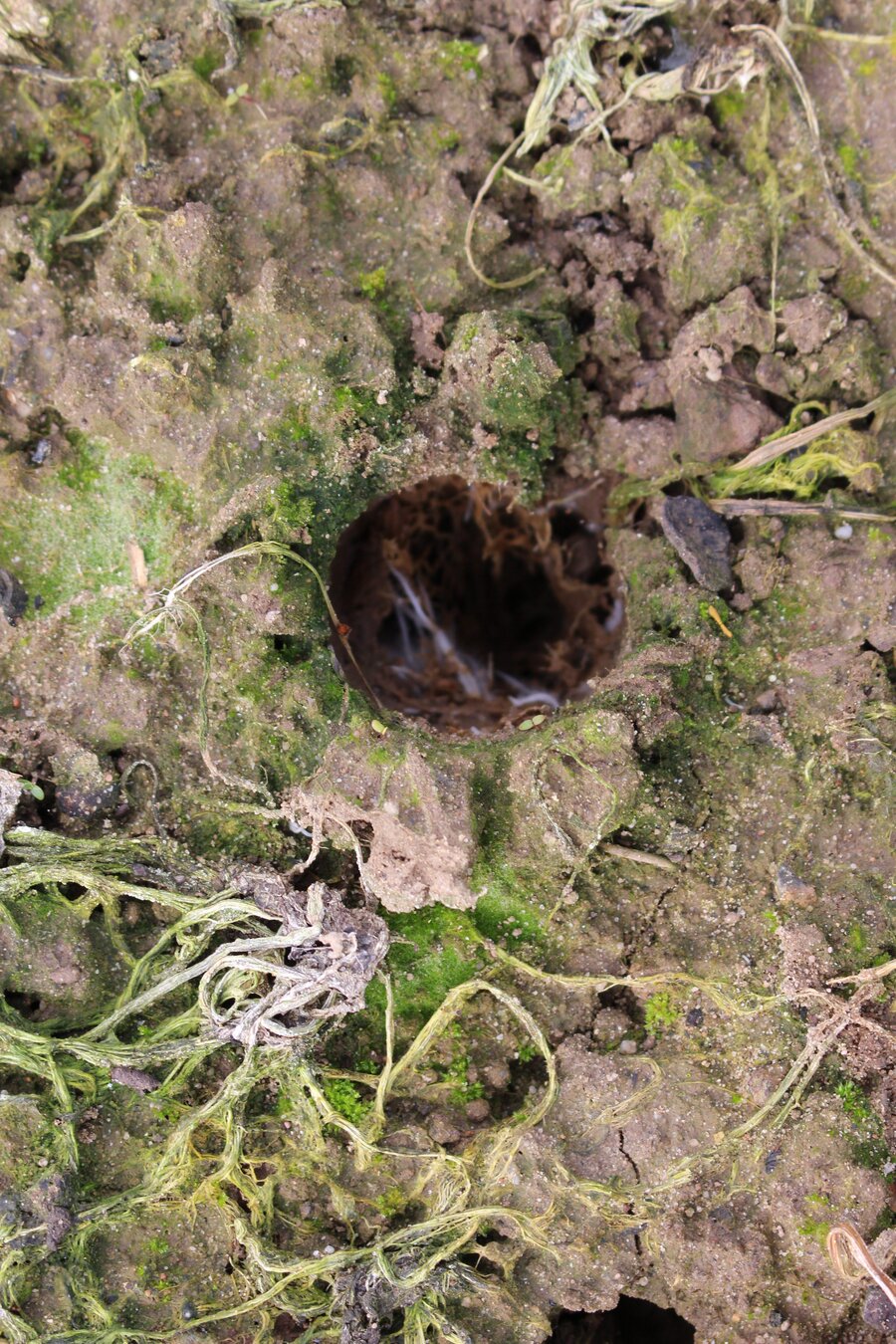Raphanus_sativus_var._longipinnatus_L._abgefroren.jpg