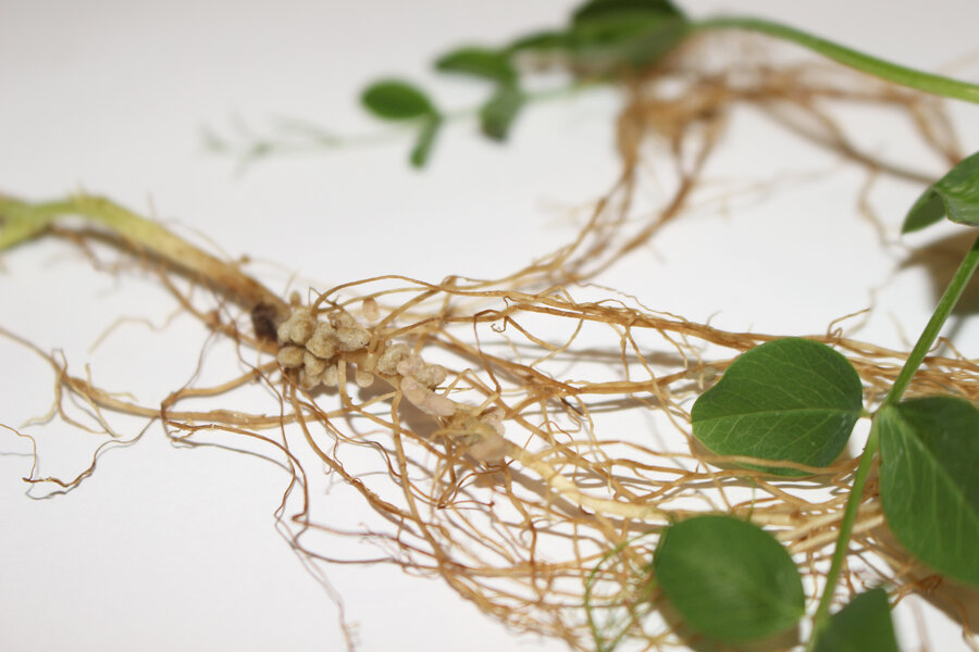 Rhizobien_Erbse.JPG