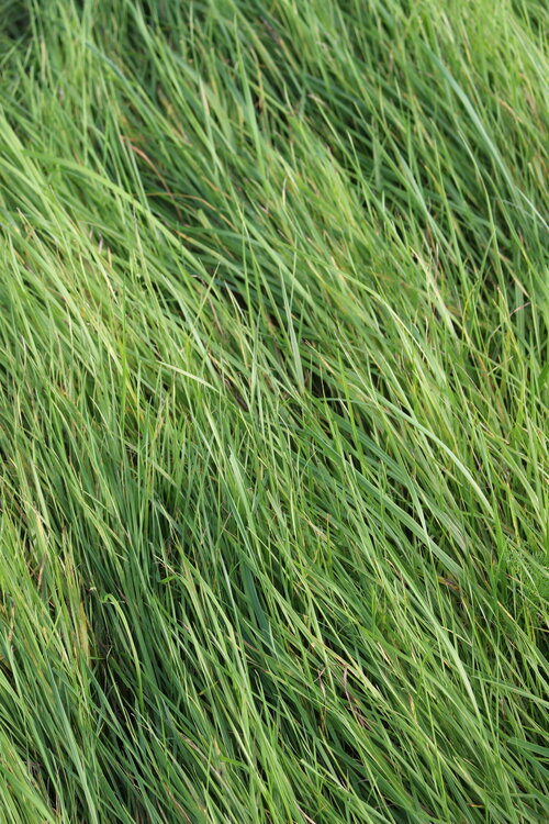 Alopecurus_pratensis.JPG