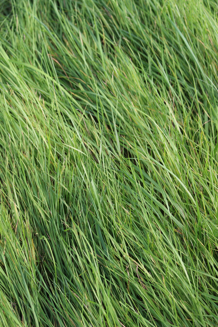 Alopecurus_pratensis.JPG