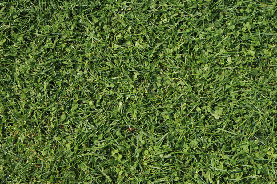 Greenfield_Klee-Rasen.JPG