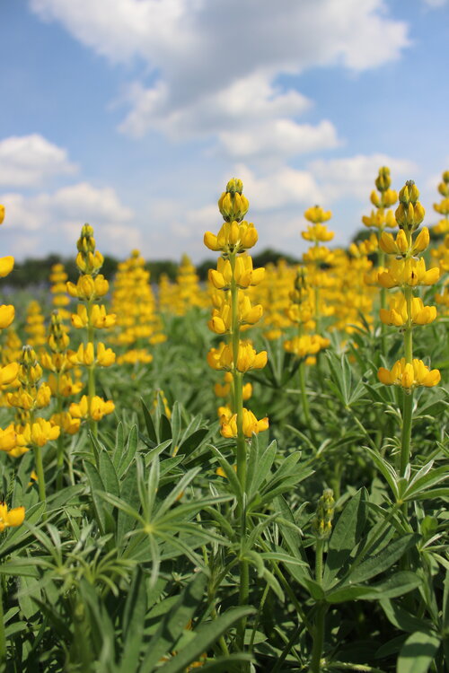 Lupinus_luteus_MISTER.JPG