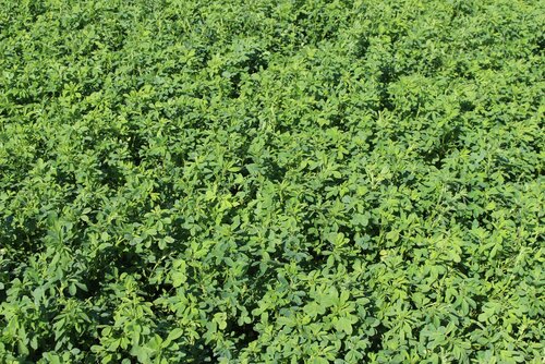 Medicago_sativa_OSLAVA.jpg